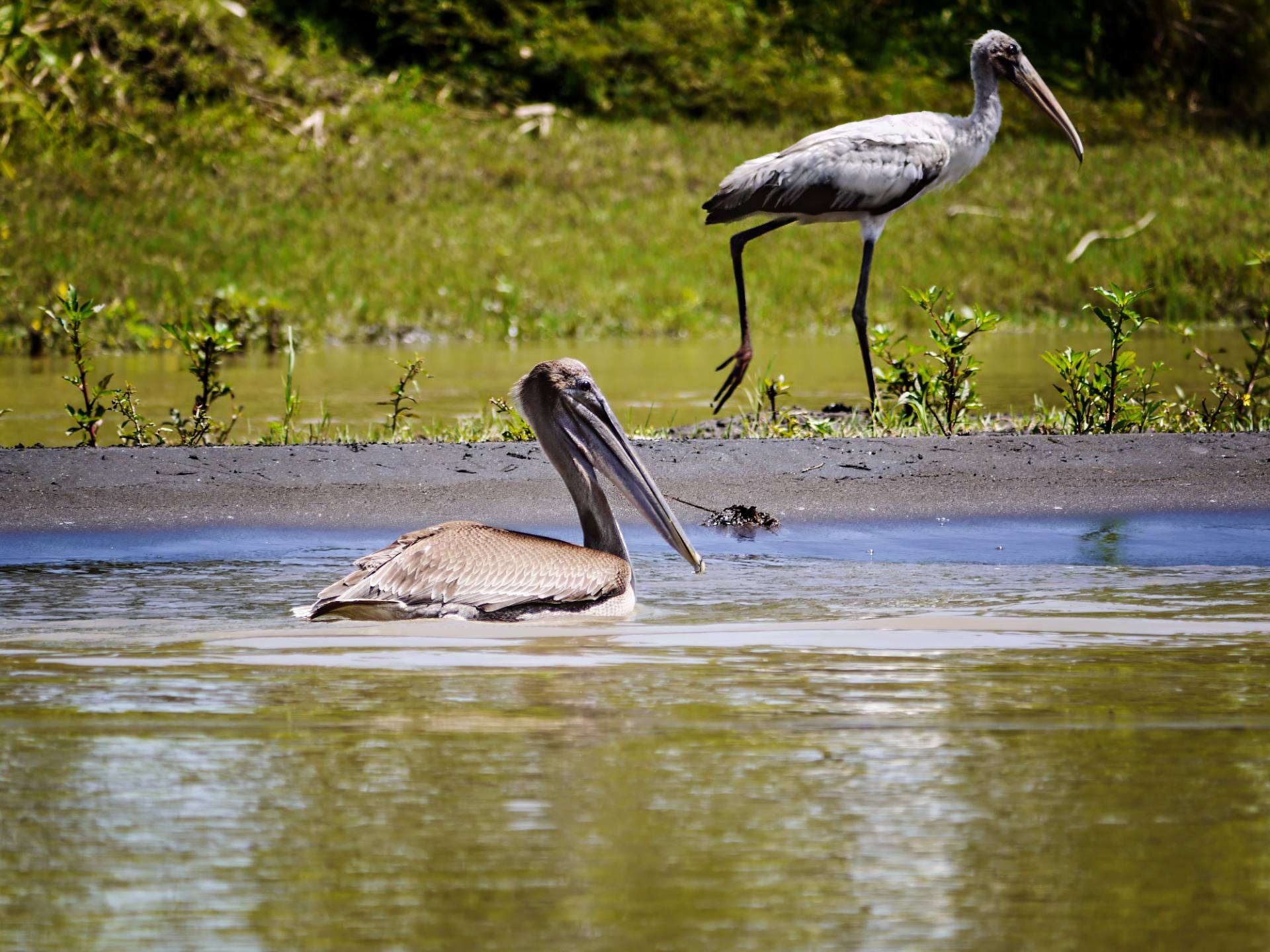 Braunpelikan (Pelecanus occidentalis), auch Brauner Pelikan oder – seltener – Meerespelikan genannt und Waldstorch (Mycteria americana)
